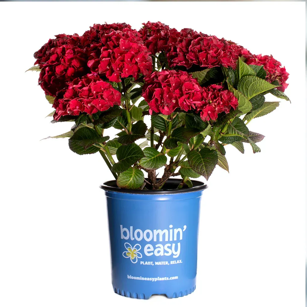 Cherry-Go-Round™ Hydrangea Shrub 5