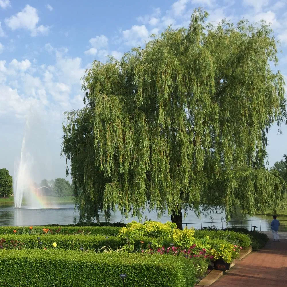 LED Lighted Weeping Willow Tree Artificial Decorative Tree