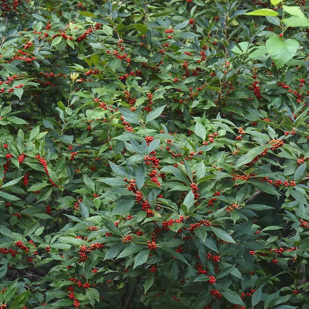 Winter Red Winterberry Holly Shrub - Deciduous Ornamental Plant 5