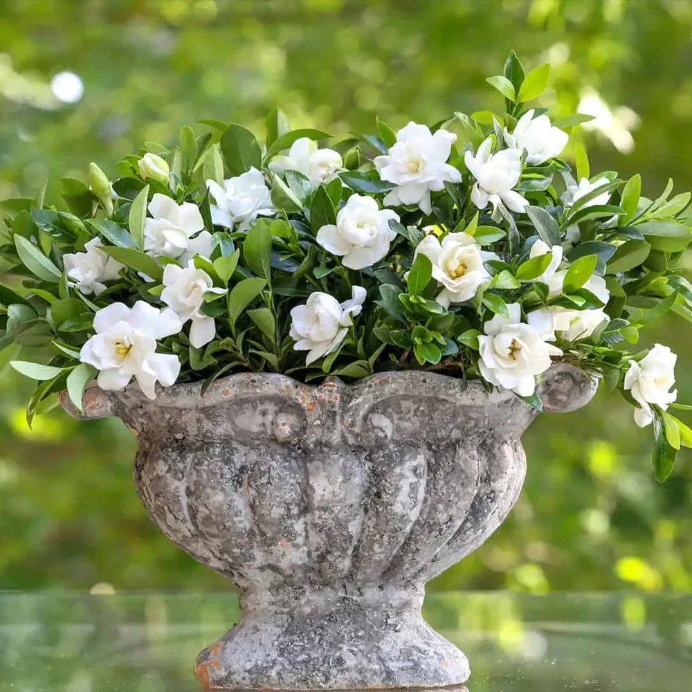 Jubilation Gardenia Shrub - Repeat-Blooming Fragrant Evergreen Plant