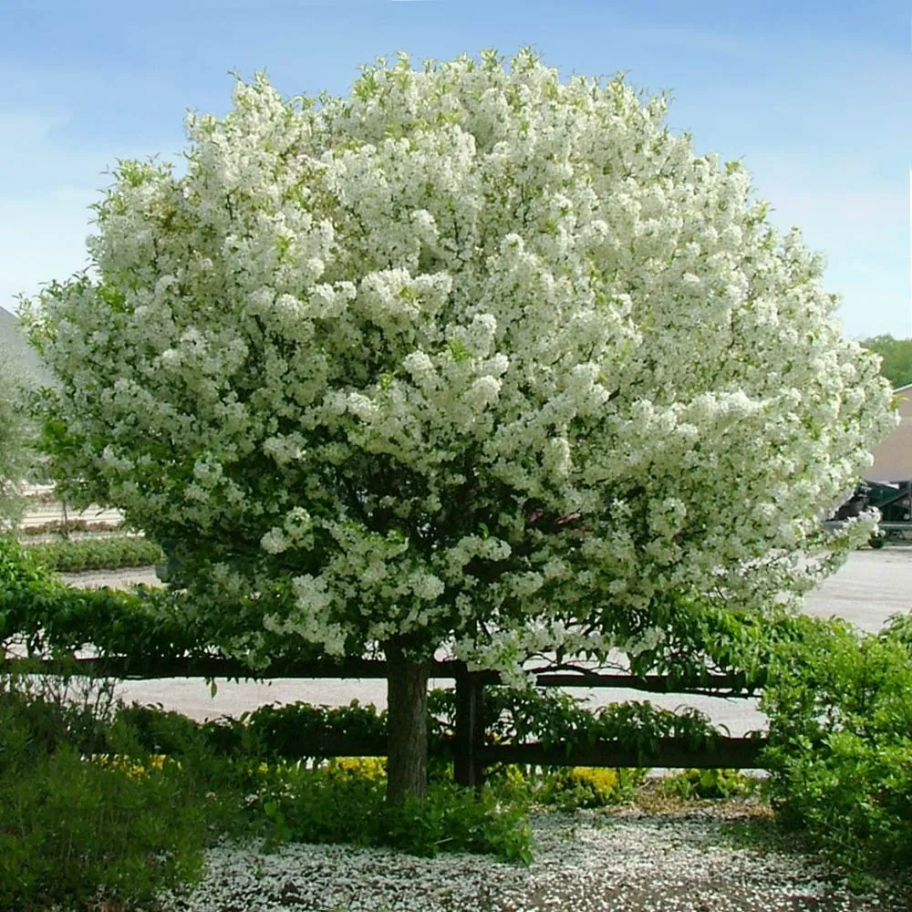 Proven Winners® Lollipop® Crabapple Tree - Compact Ornamental Deciduous Tree