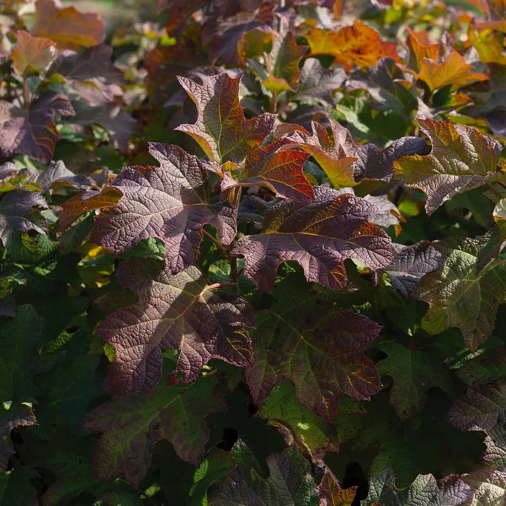 Autumn Reprise Oakleaf Hydrangea Shrub - Seasonal Ornamental Flowering Plant 1