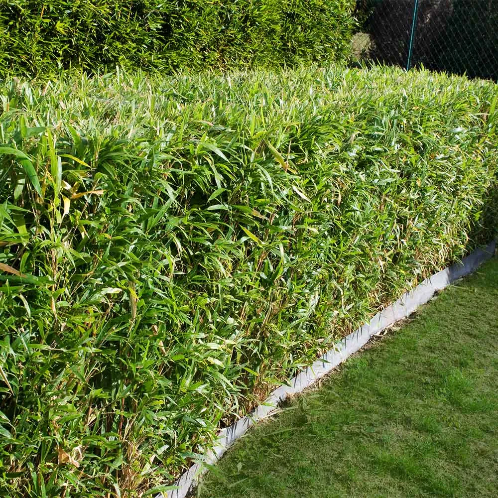 Multiplex Bamboo Panel - Sustainable Engineered Bamboo Board