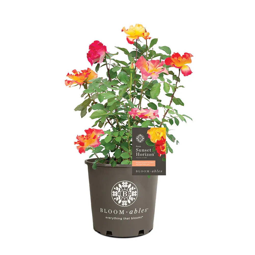 Sunset Horizon Rose - Hardy Multi-Color Shrub Rose for Garden Landscapes 4