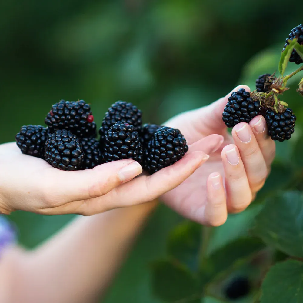 Navaho Thornless Blackberry Bush - Upright Fruit-Bearing Shrub