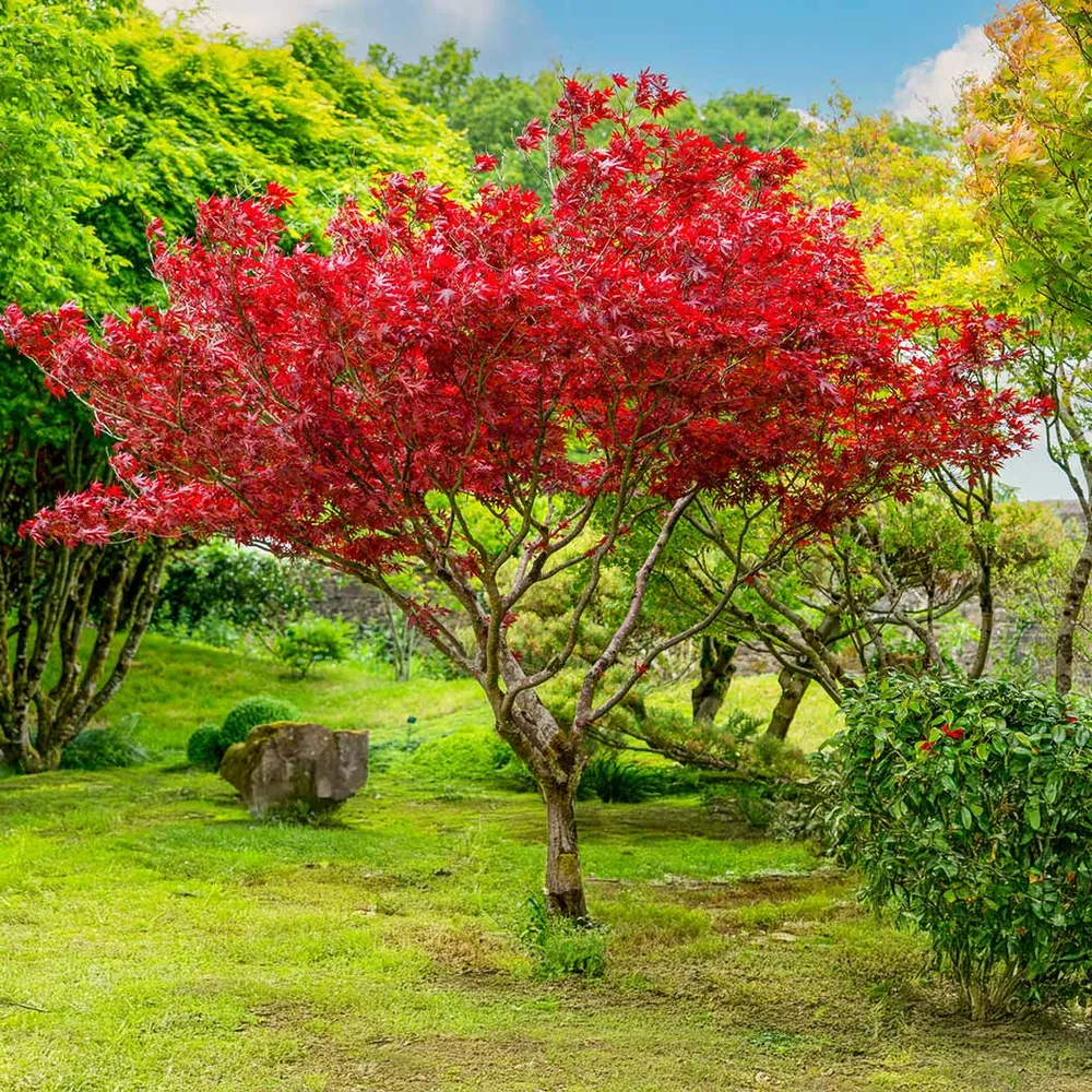 Sun Valley Red Maple Tree - Ornamental Deciduous Landscaping Tree