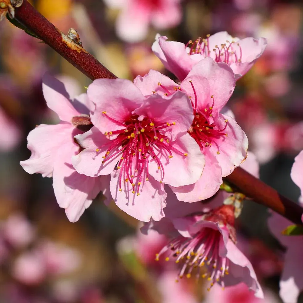 Red Haven Peach Tree - Self-Pollinating Freestone Fruit Tree 2