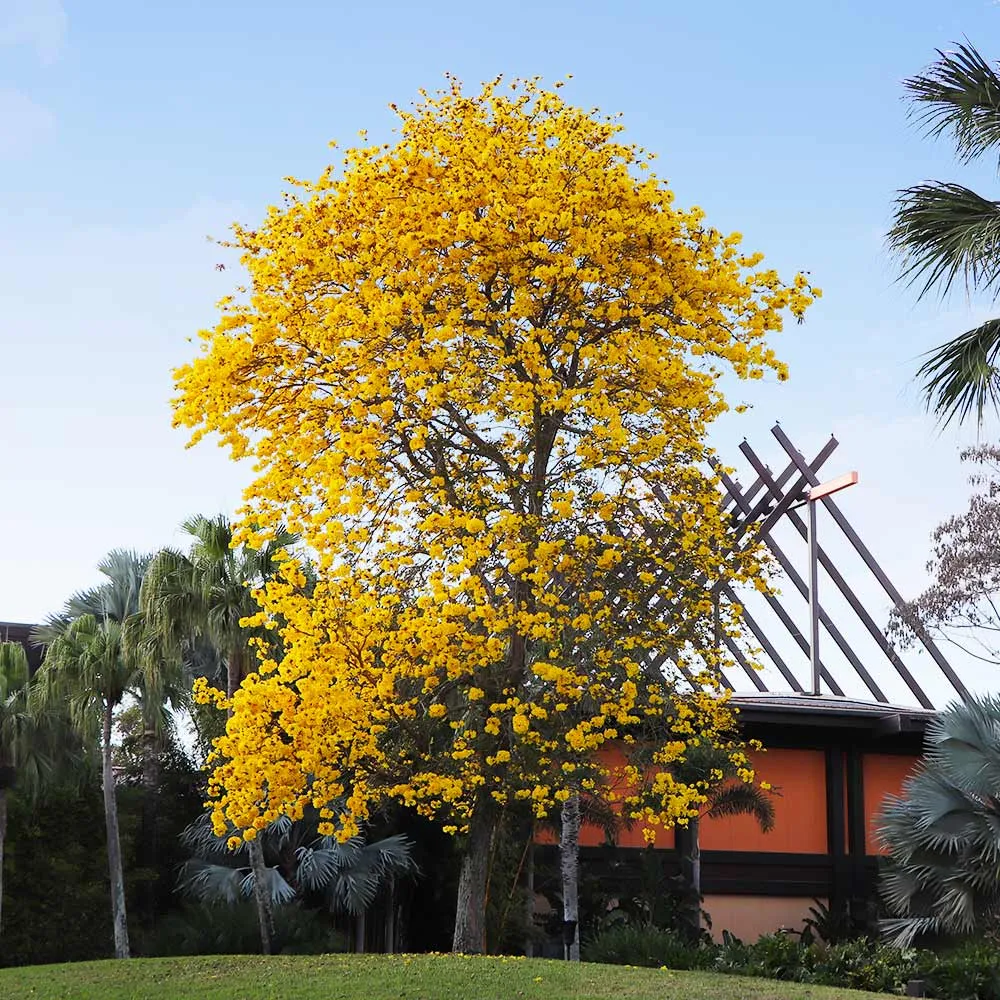 Yellow Trumpet Tree (Handroanthus chrysanthus) Seeds for Tropical Landscaping 3