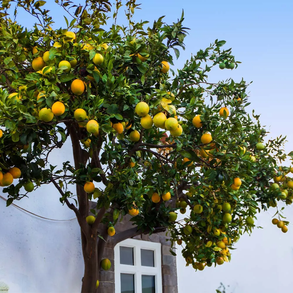 Star Ruby Grapefruit Tree - Live Citrus Paradisi for Home Cultivation 2