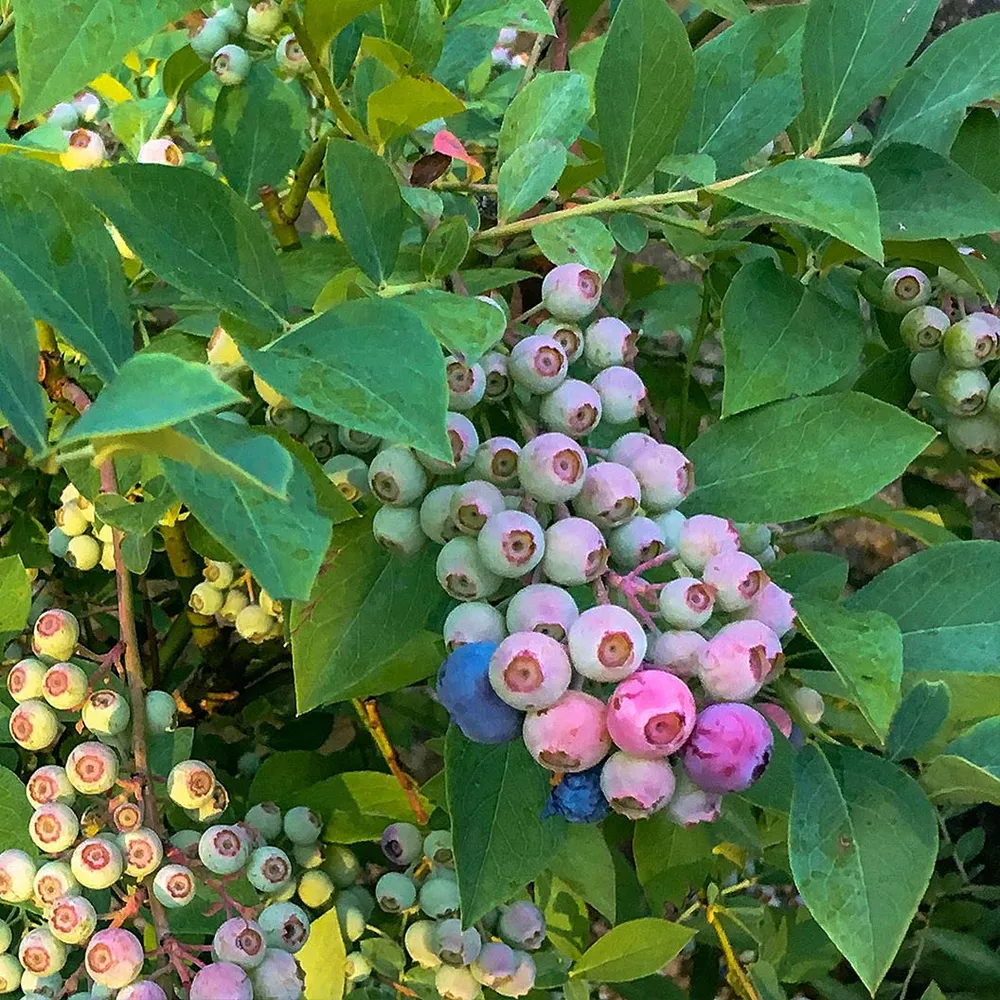 Blueberry Shrub Fruit-Infused Drinking Vinegar Concentrate 1
