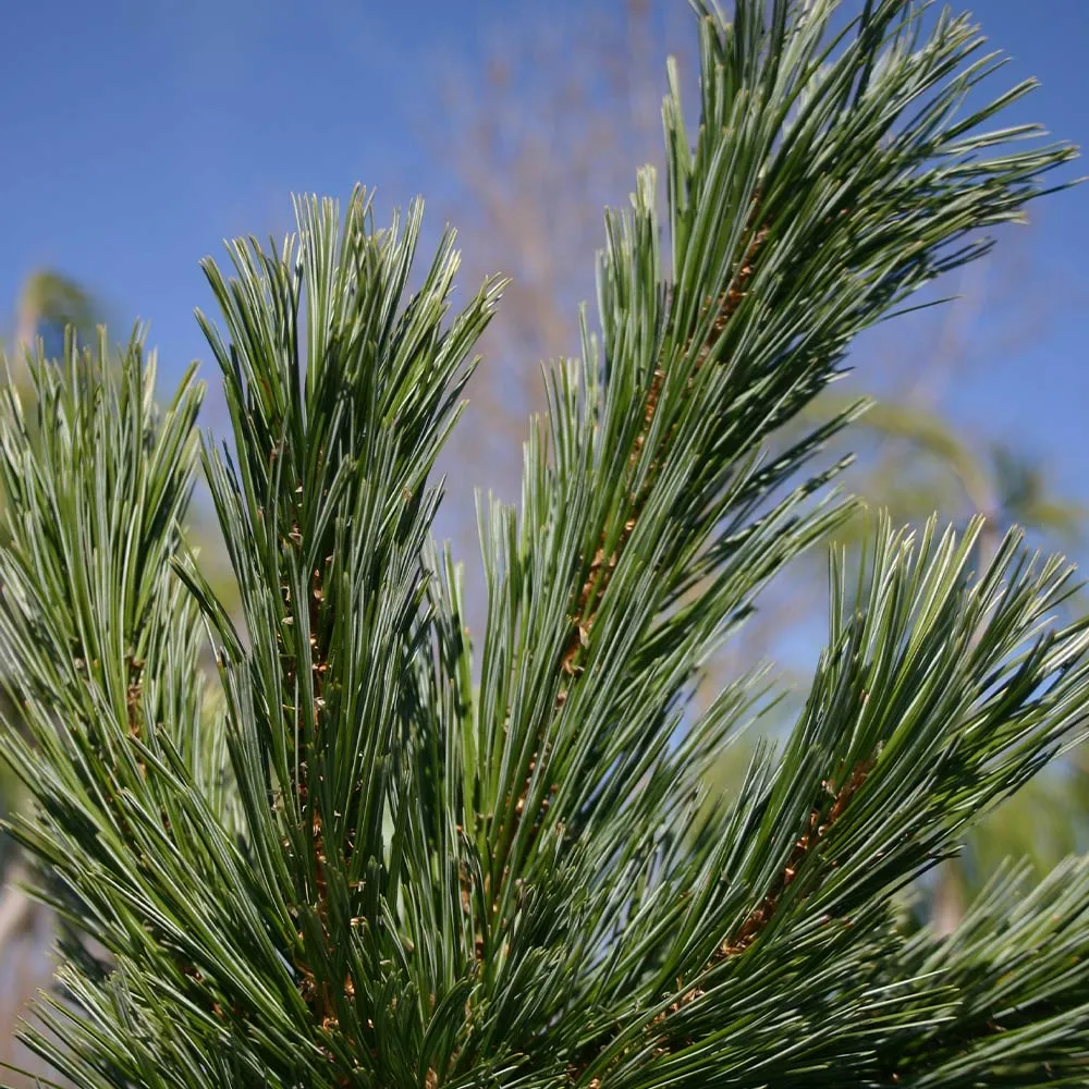 Vanderwolf's Pyramid Limber Pine - Pinus flexilis Ornamental Evergreen 3