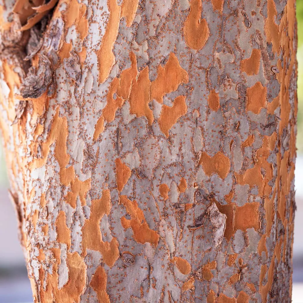 Everclear® Lacebark Elm Tree (Ulmus parvifolia) 1