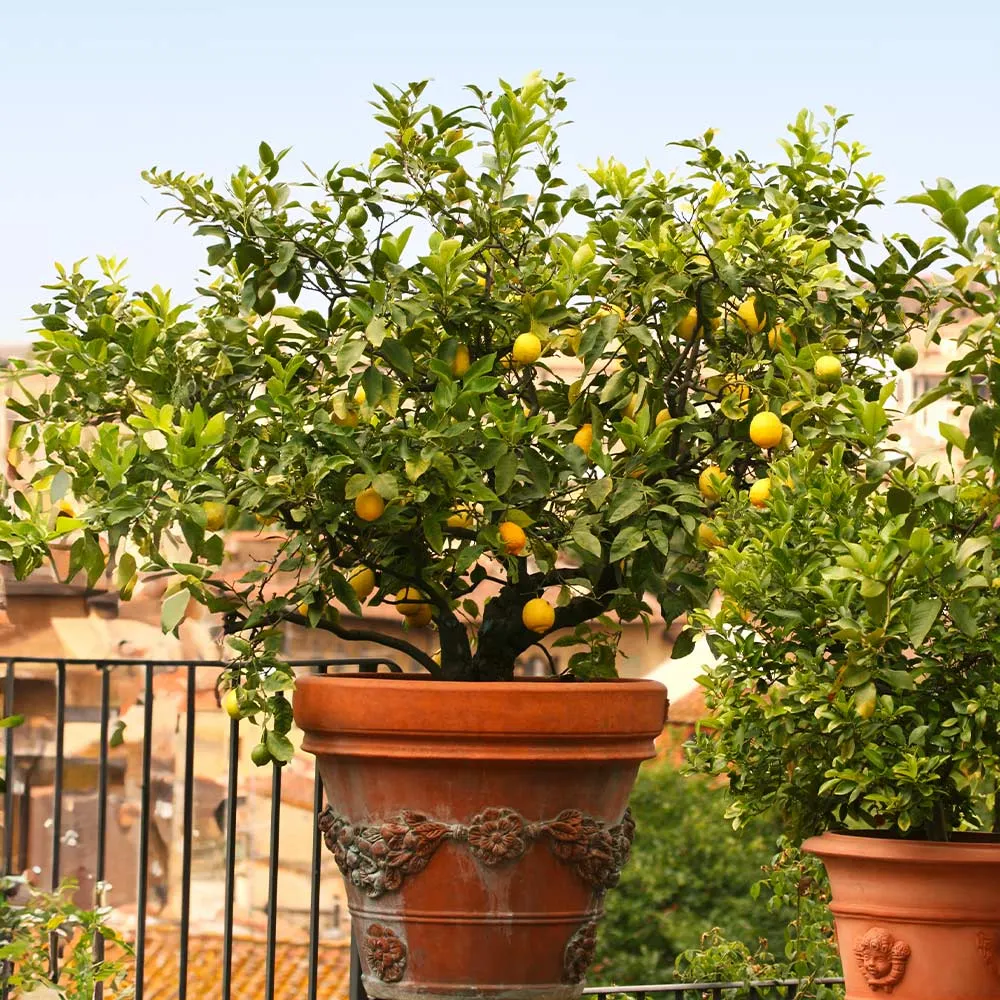 Harvey Lemon Tree Artificial Potted Citrus Plant for Indoor Home Decor