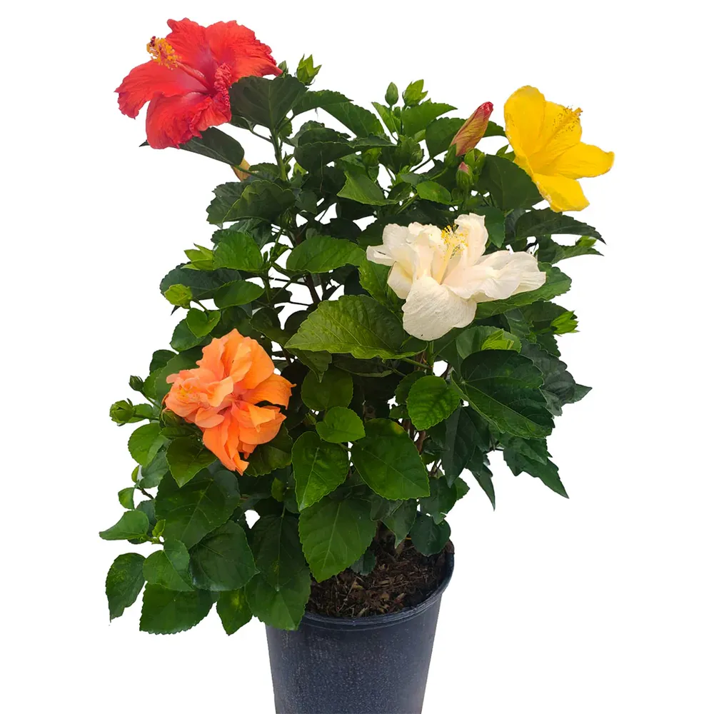 Multi-Color Hibiscus Bush Artificial Tropical Floral Arrangement 2