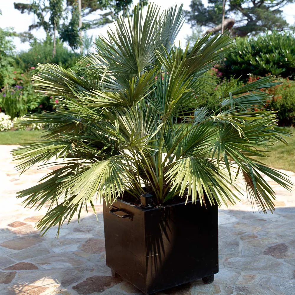 European Fan Palm Tree - Artificial Decorative Plant for Indoor Spaces 1