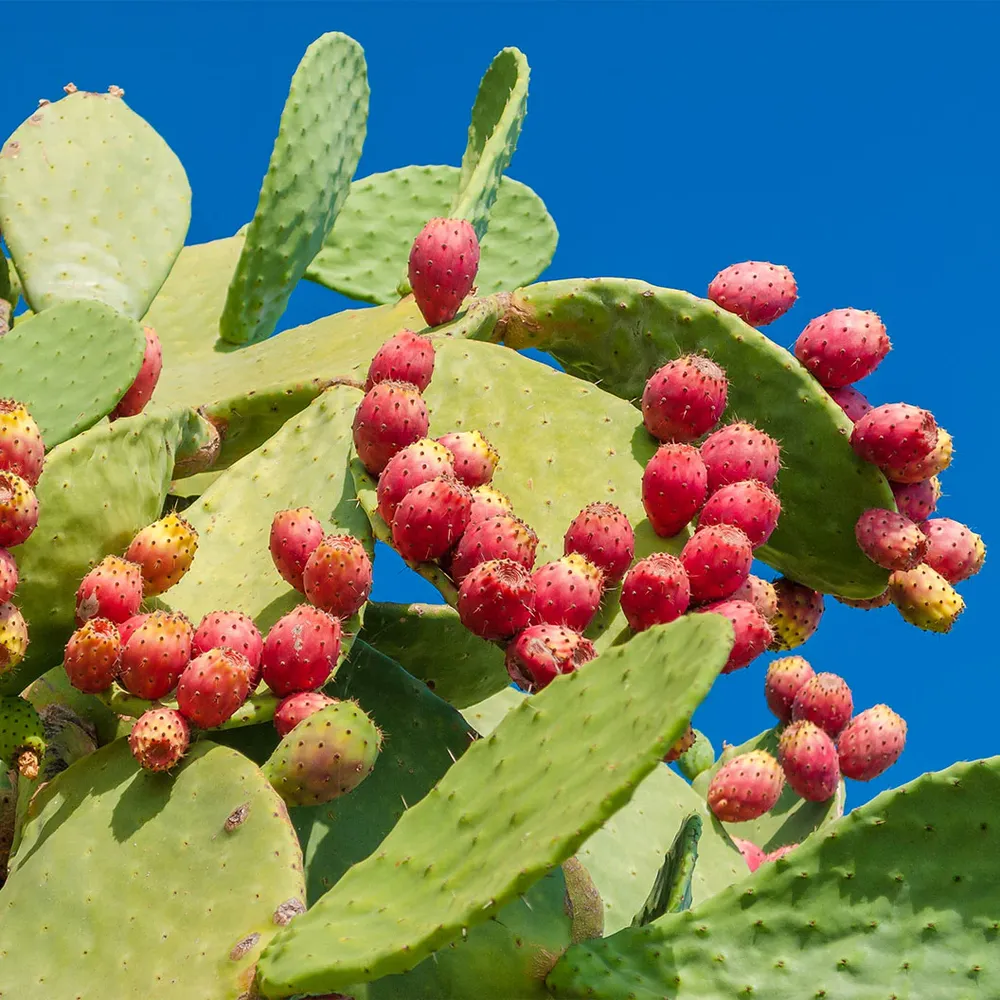 Nopal Prickly Pear Cactus Plant - Live Opuntia Succulent for Home and Garden