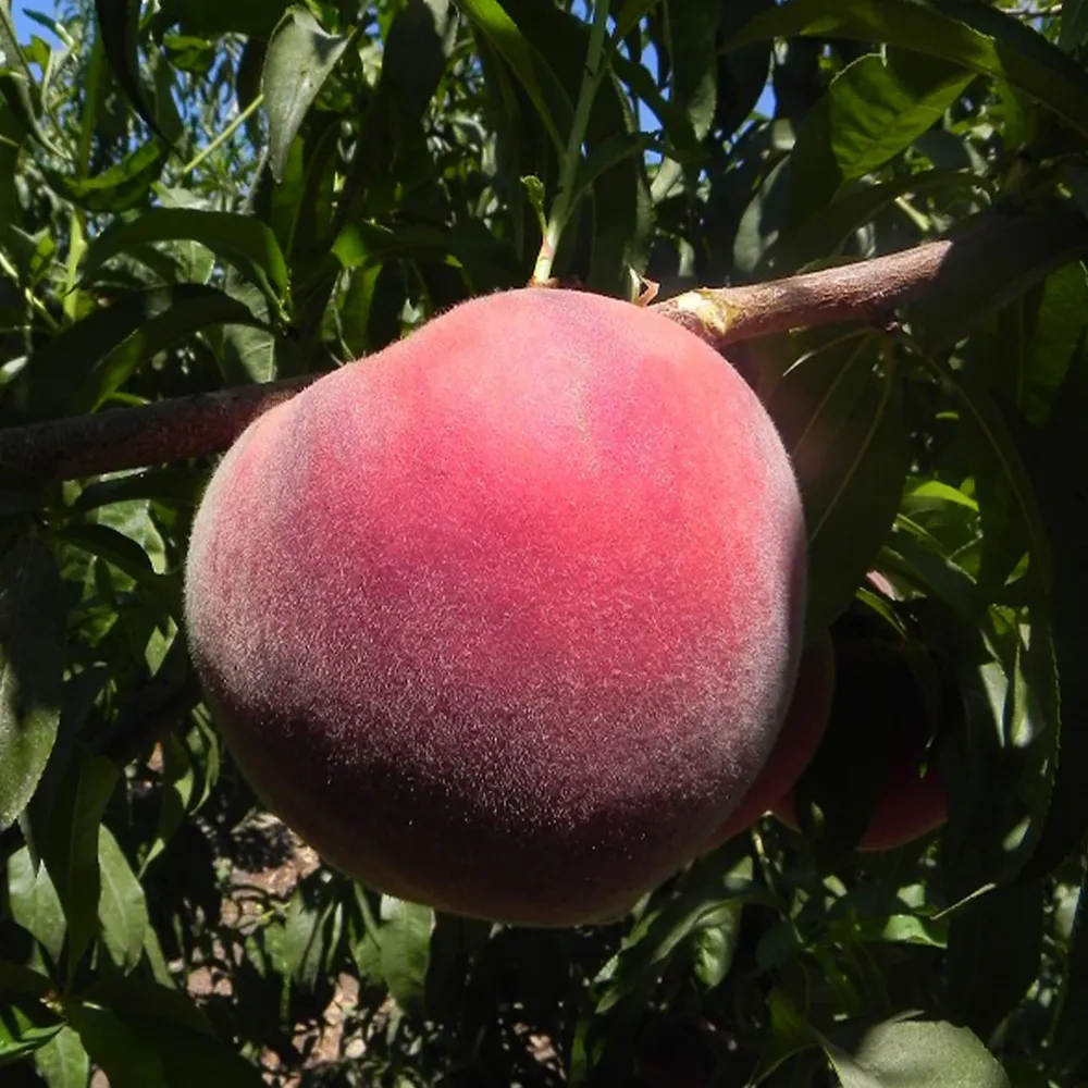 Sweet Sensation Dwarf Peach Tree - Compact Fruit-Bearing Plant for Patios