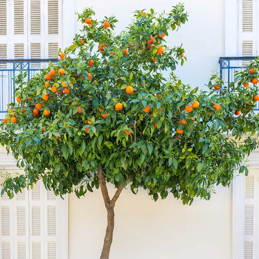 Blood Orange Tree - Live Citrus Fruit Plant for Home and Garden 2