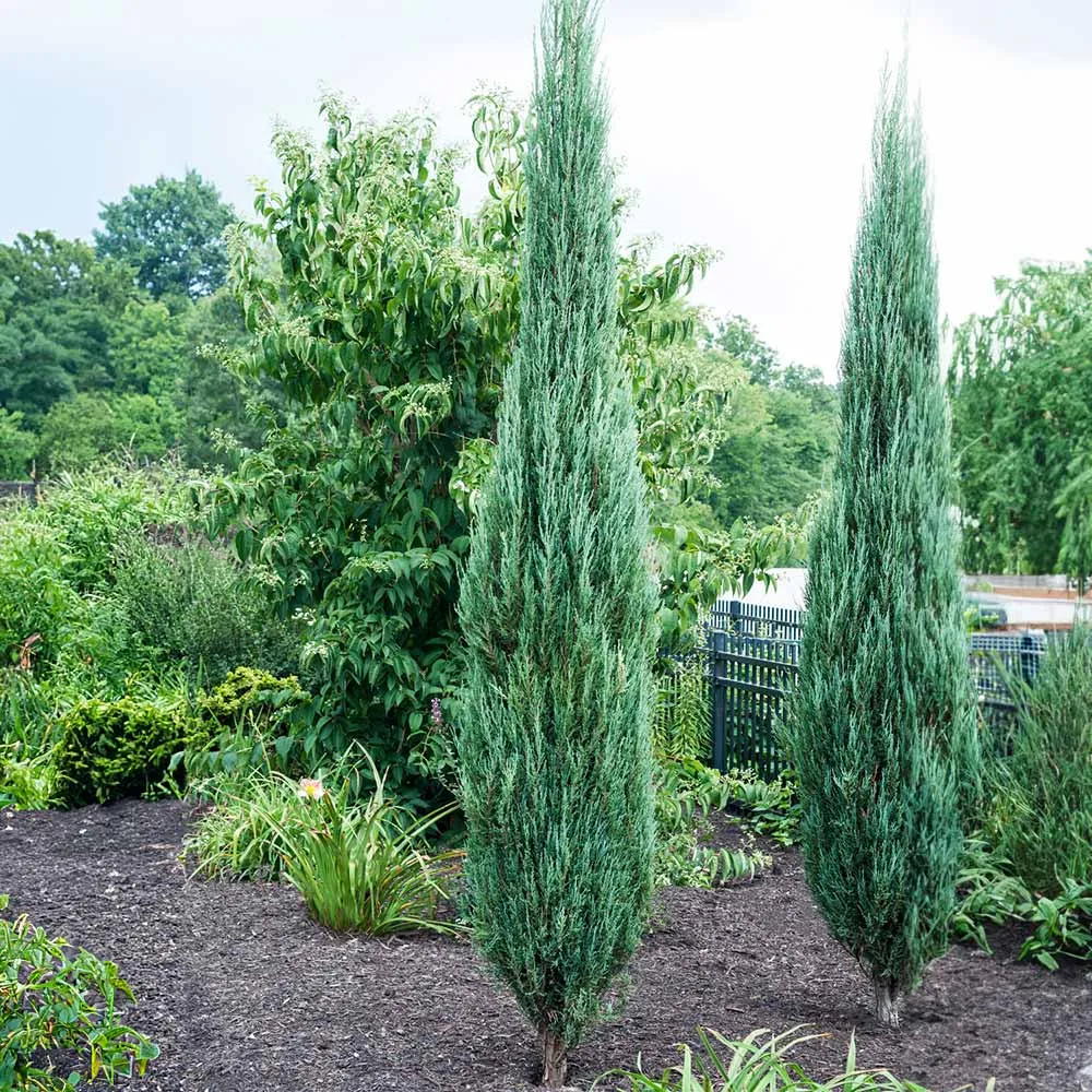 Blue Arrow Juniper Shrub (Juniperus scopulorum)