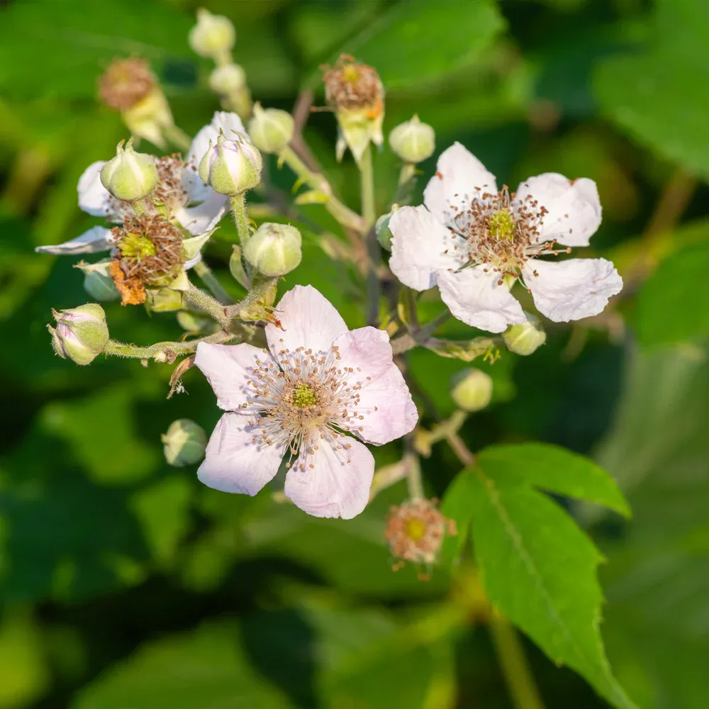 Navaho Thornless Blackberry Bush - Upright Fruit-Bearing Shrub 2