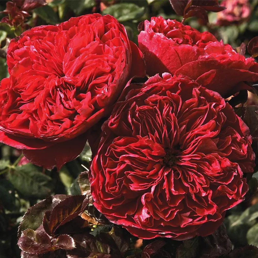Rouge Royale™ Rose Decorative Floral Ornament 1
