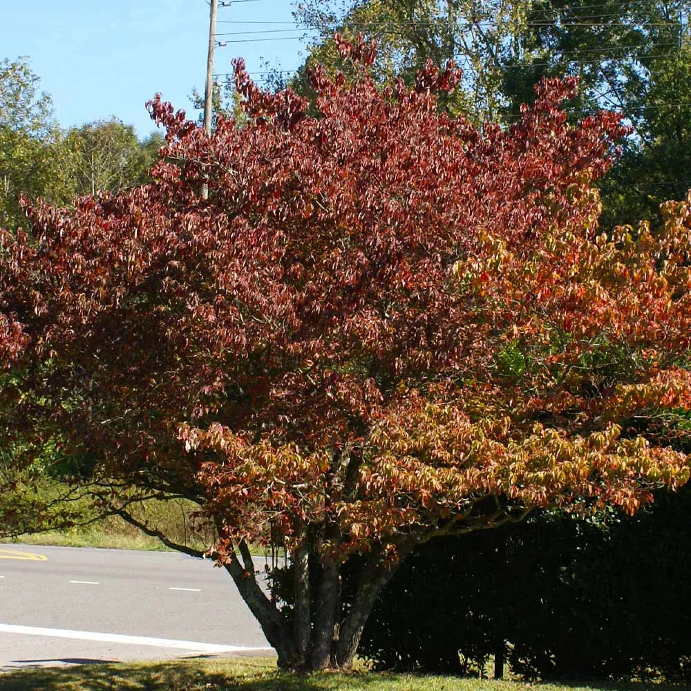 Cloud 9 Dogwood Tree - Ornamental Flowering Deciduous Tree 3