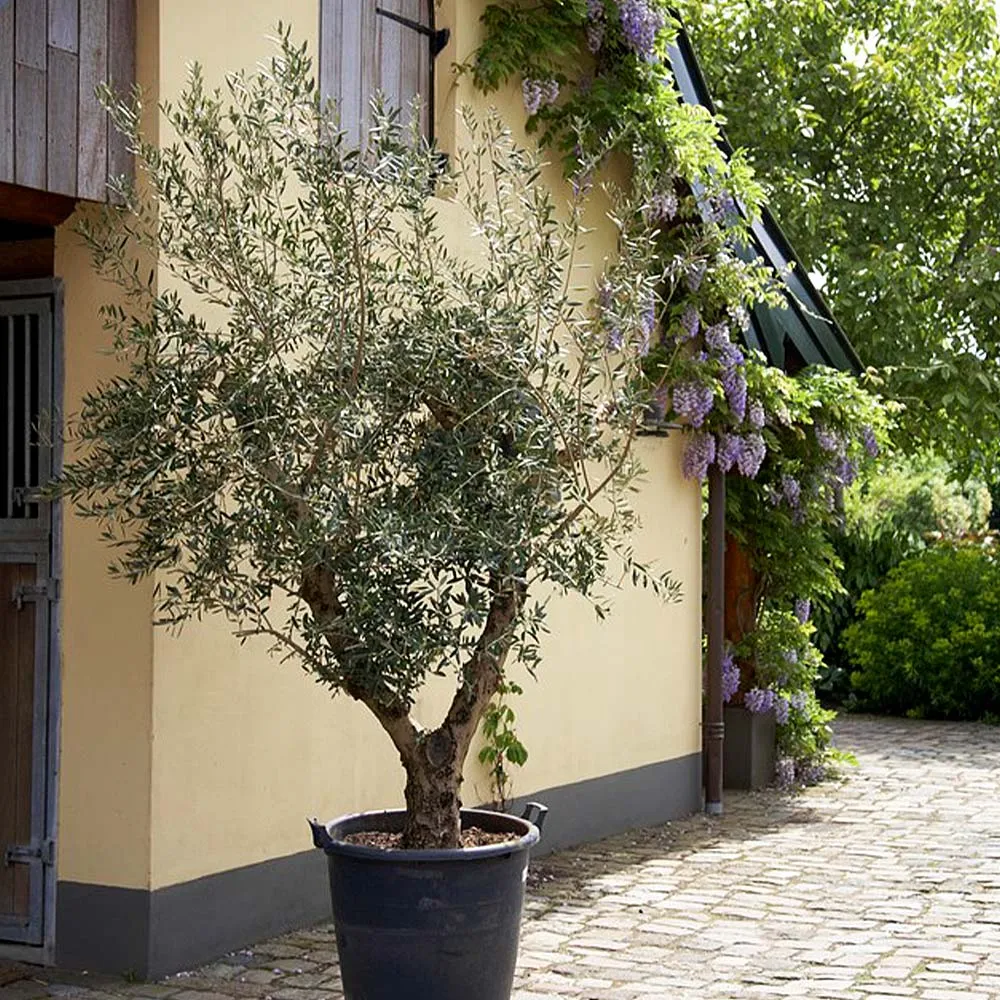 Lecciana Olive Tree - Realistic Artificial Mediterranean Faux Plant 1