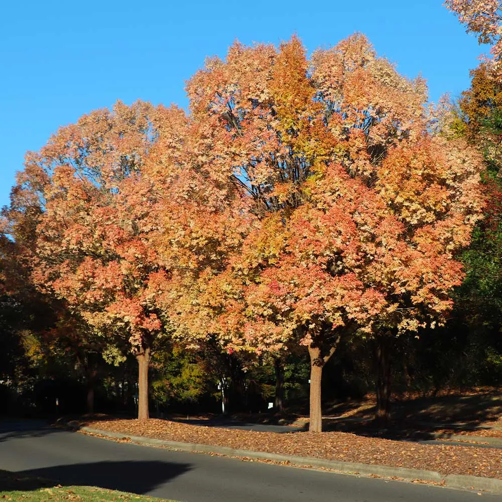 Lacebark Chinese Elm Tree (Ulmus parvifolia) Ornamental Deciduous Specimen 1