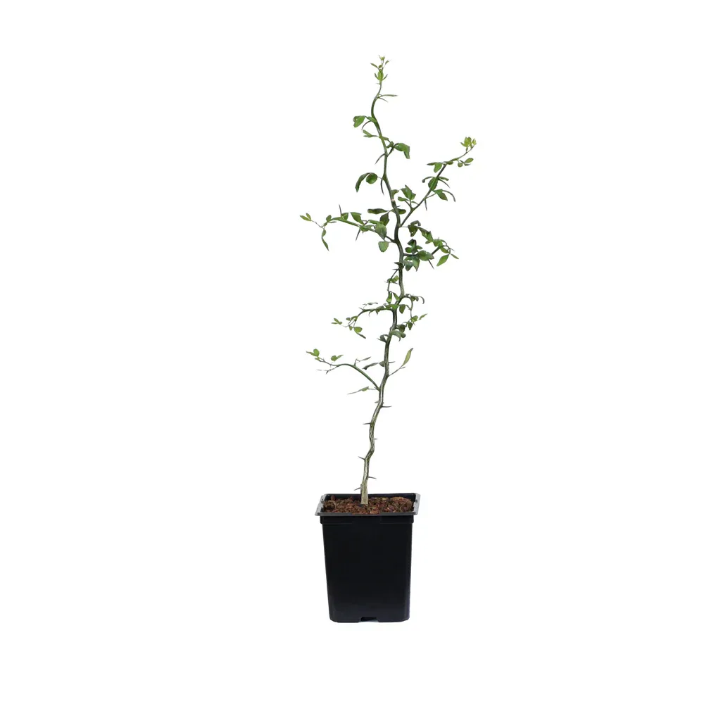 Flying Dragon Hardy Orange Tree (Poncirus trifoliata) - Contorted Ornamental Citrus 6