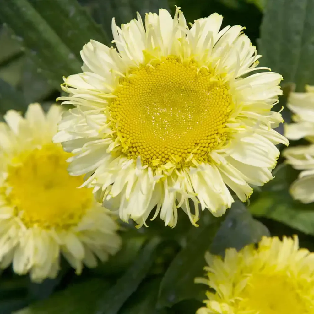 REALFLOR® Real Charmer Shasta Daisy Perennial Plant 1