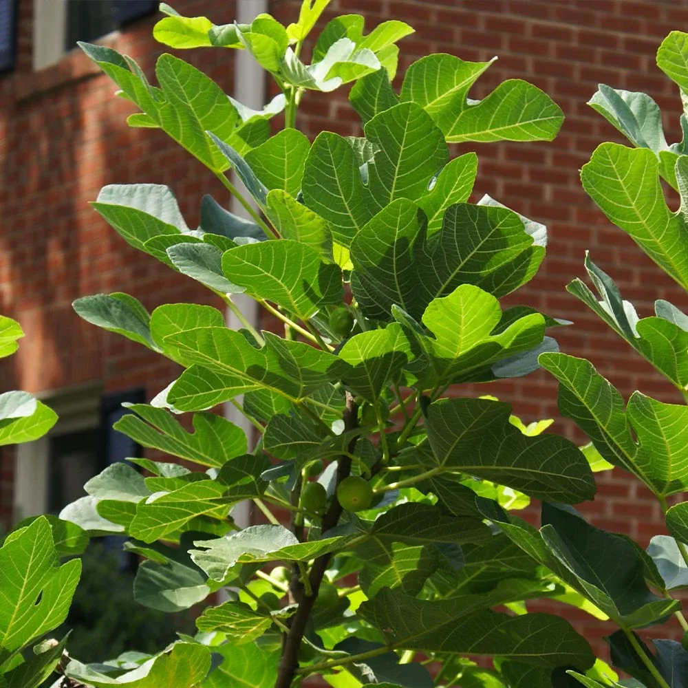 Black Mission Fig Tree - Live Fruit-Bearing Plant for Home Gardens 3
