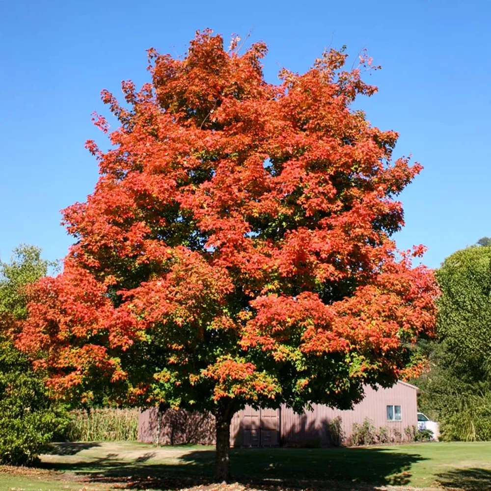 Green Mountain® Sugar Maple Tree (Acer saccharum) 3