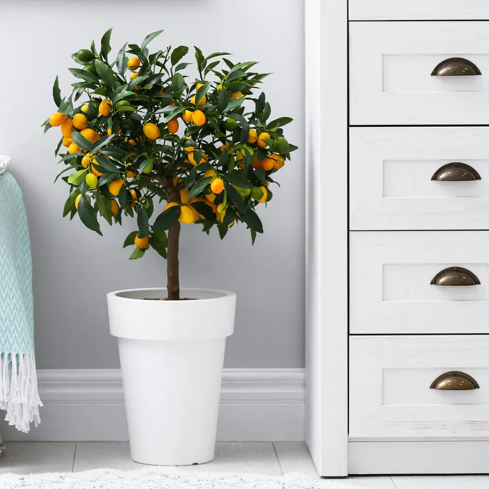 Nagami Kumquat Tree - Live Citrus Japonica for Home and Garden 2