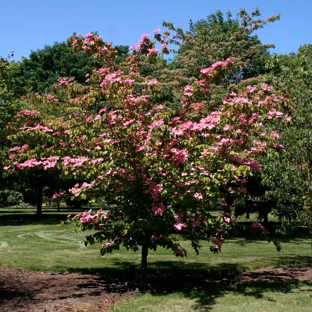 Heart Throb® Dogwood Tree (Cornus kousa)