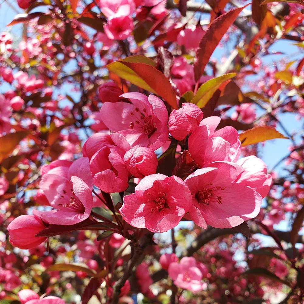 Show Time Crabapple Tree - Ornamental Spring Flowering Deciduous Tree