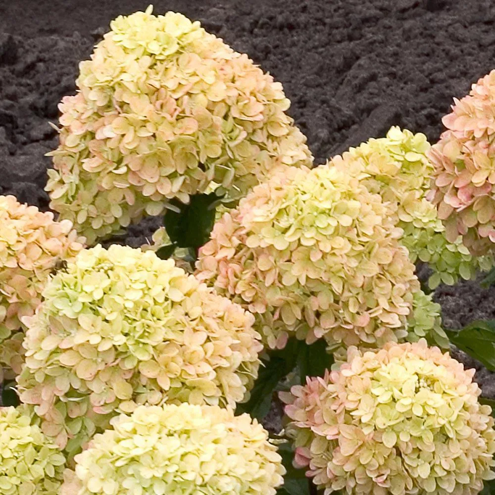 Proven Winners® Little Lime® Panicle Hydrangea Shrub 3