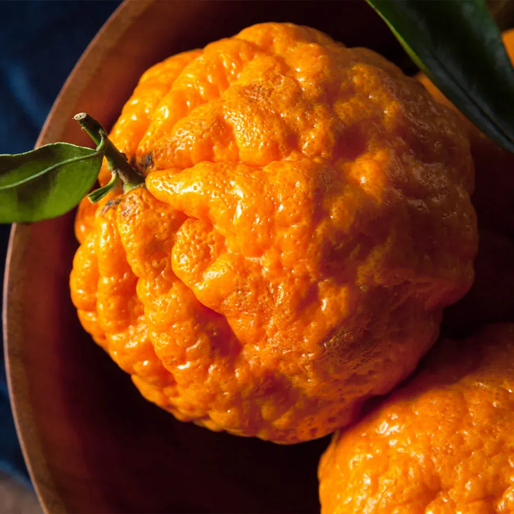 Gold Nugget Mandarin Tree - Seedless Citrus Fruit Tree 2