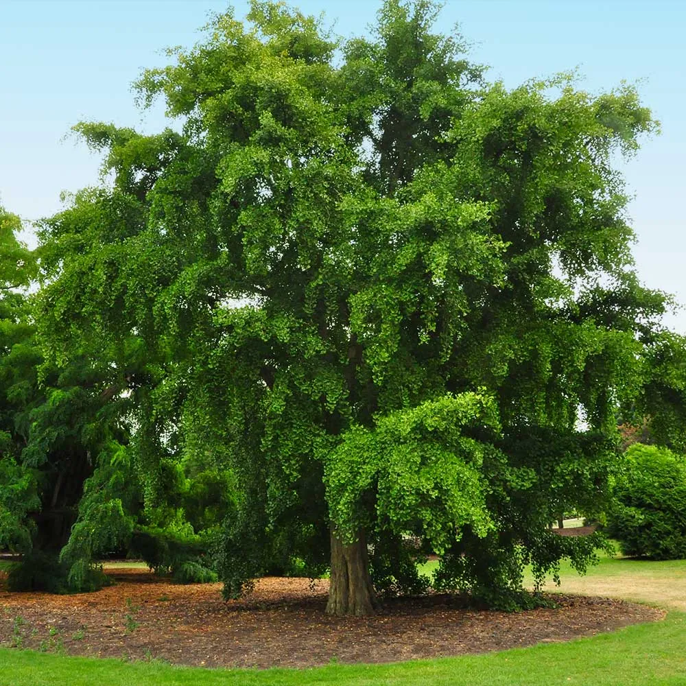 Artificial Ginkgo Tree Decorative Plant for Interior Home and Office Spaces 1