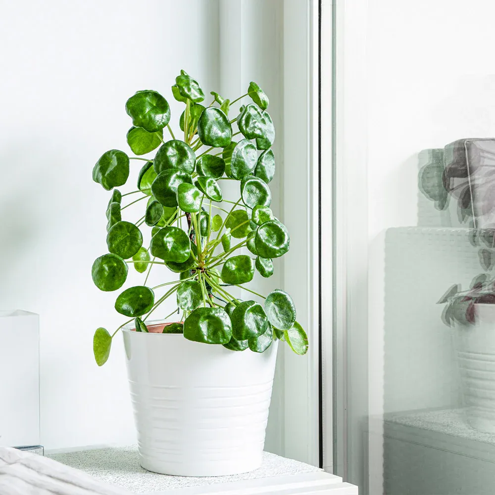Pancake Plant (Pilea Peperomioides) Decorative Indoor Houseplant