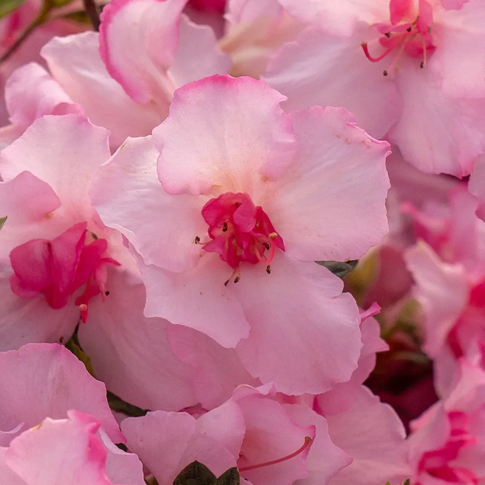 Autumn Kiss Encore Azalea Reblooming Evergreen Shrub 1