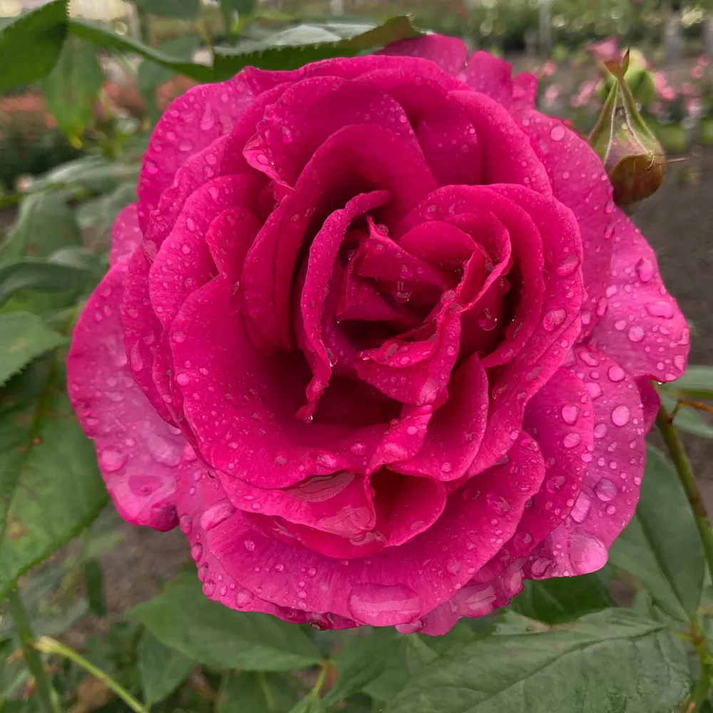Perfume Factory Hybrid Tea Rose Bush