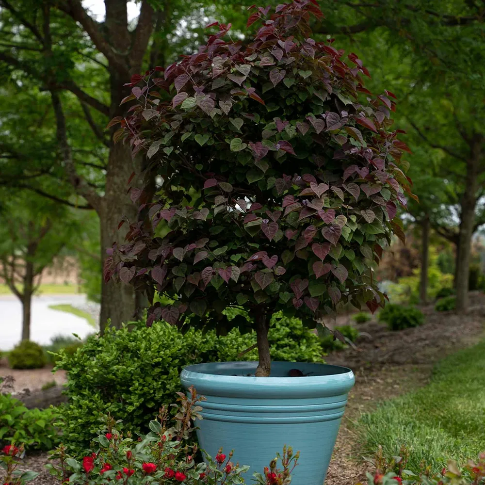 Amethyst Redbud Tree (Cercis canadensis) - Ornamental Deciduous Flowering Tree 5