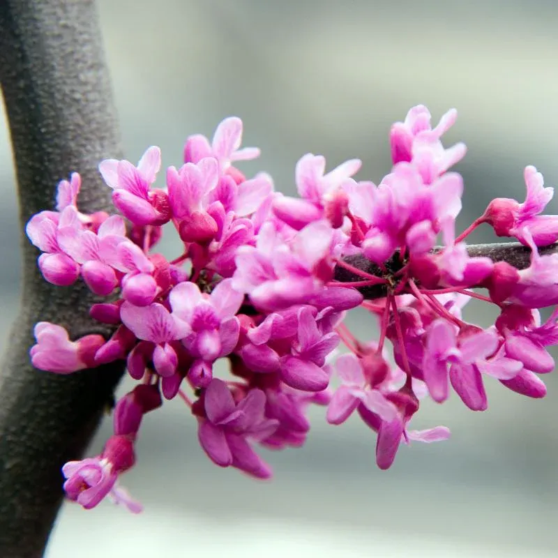 Lavender Twist® Weeping Redbud Tree (Cercis canadensis 'Covey') 1