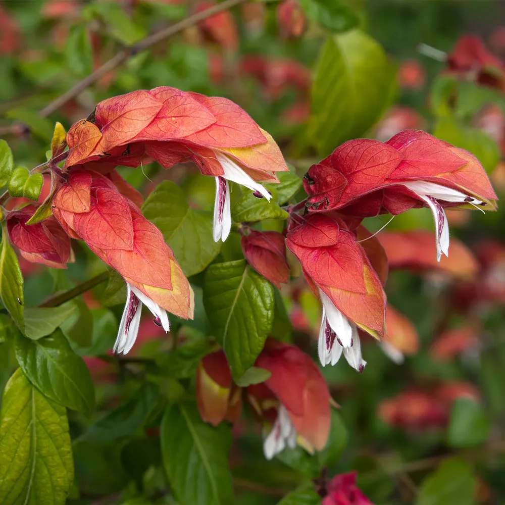Justicia brandegeeana Shrimp Plant Live Flowering Shrub