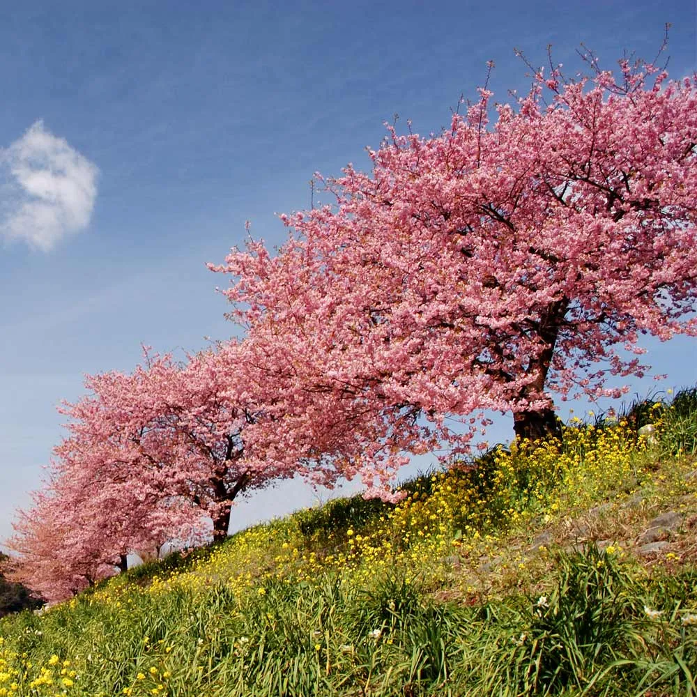 Kwanzan Cherry Tree (Prunus serrulata 'Kwanzan') - Ornamental Flowering Tree
