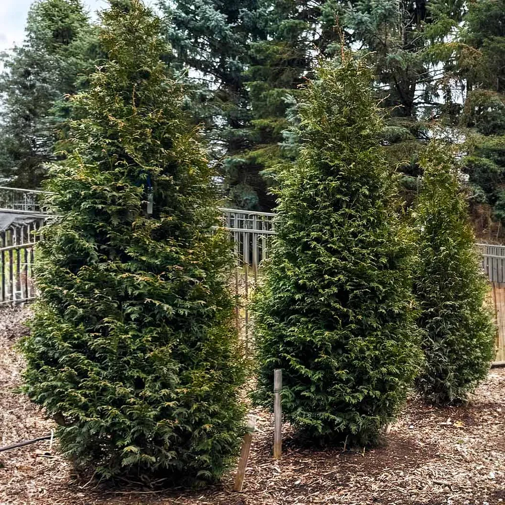 Northern Spire Western Red Cedar (Thuja Plicata) Ornamental Evergreen Tree
