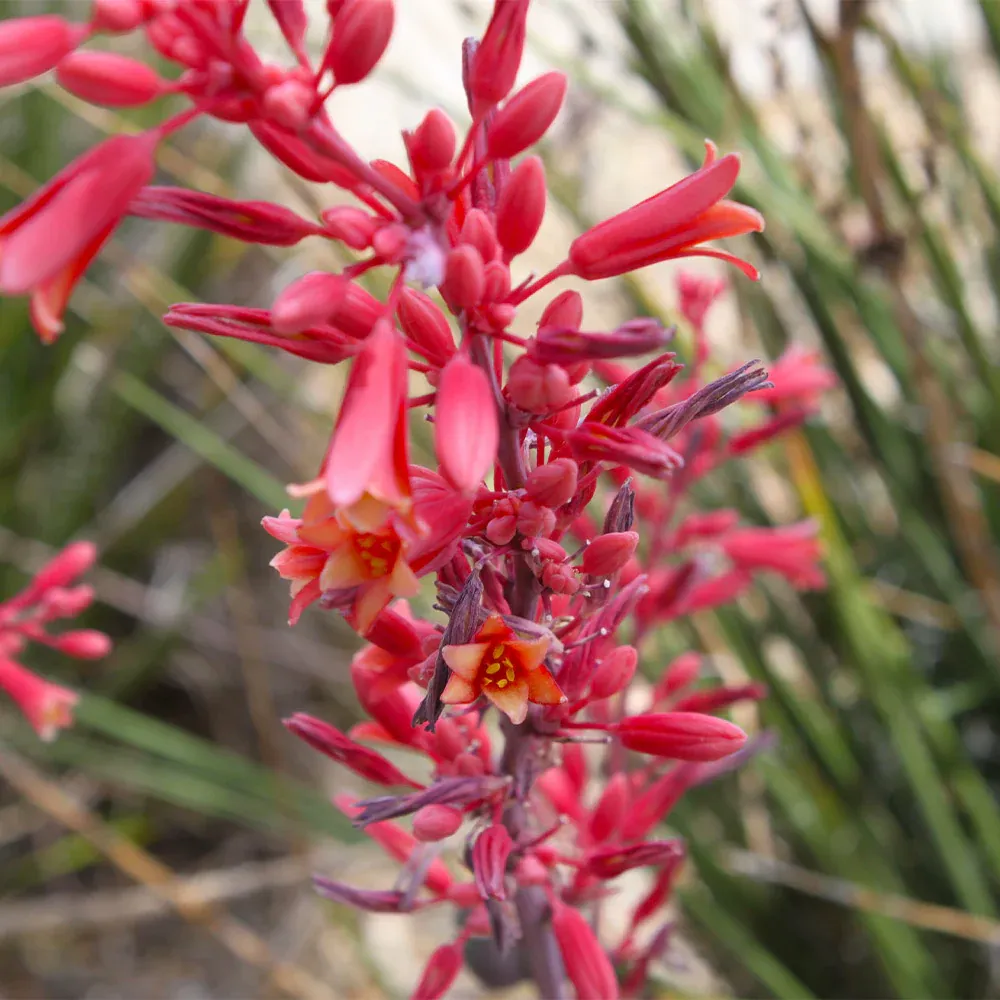 Red Yucca Plant (Hesperaloe parviflora) - Drought-Tolerant Evergreen Succulent 2