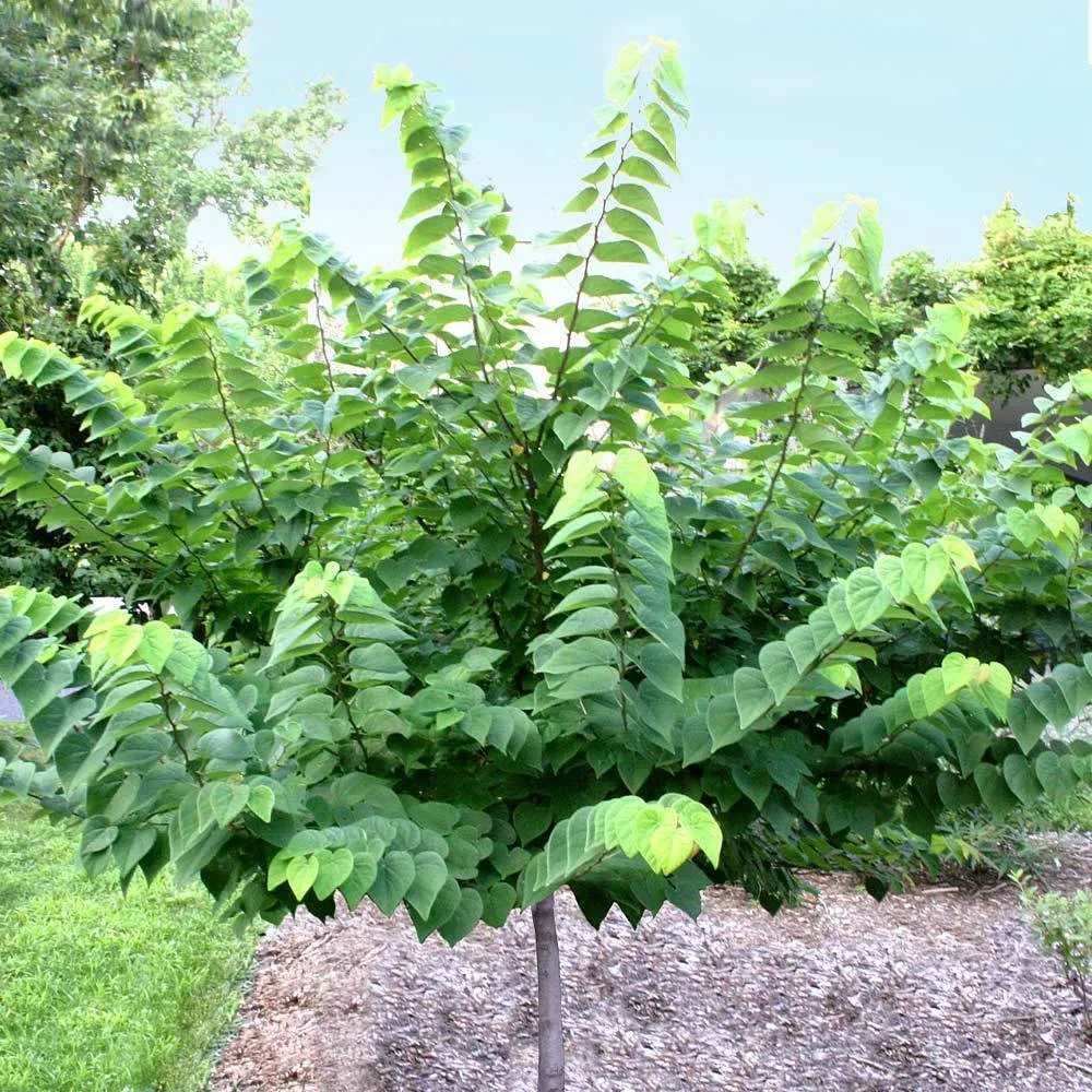 Ace of Hearts Redbud Tree (Cercis canadensis) 1