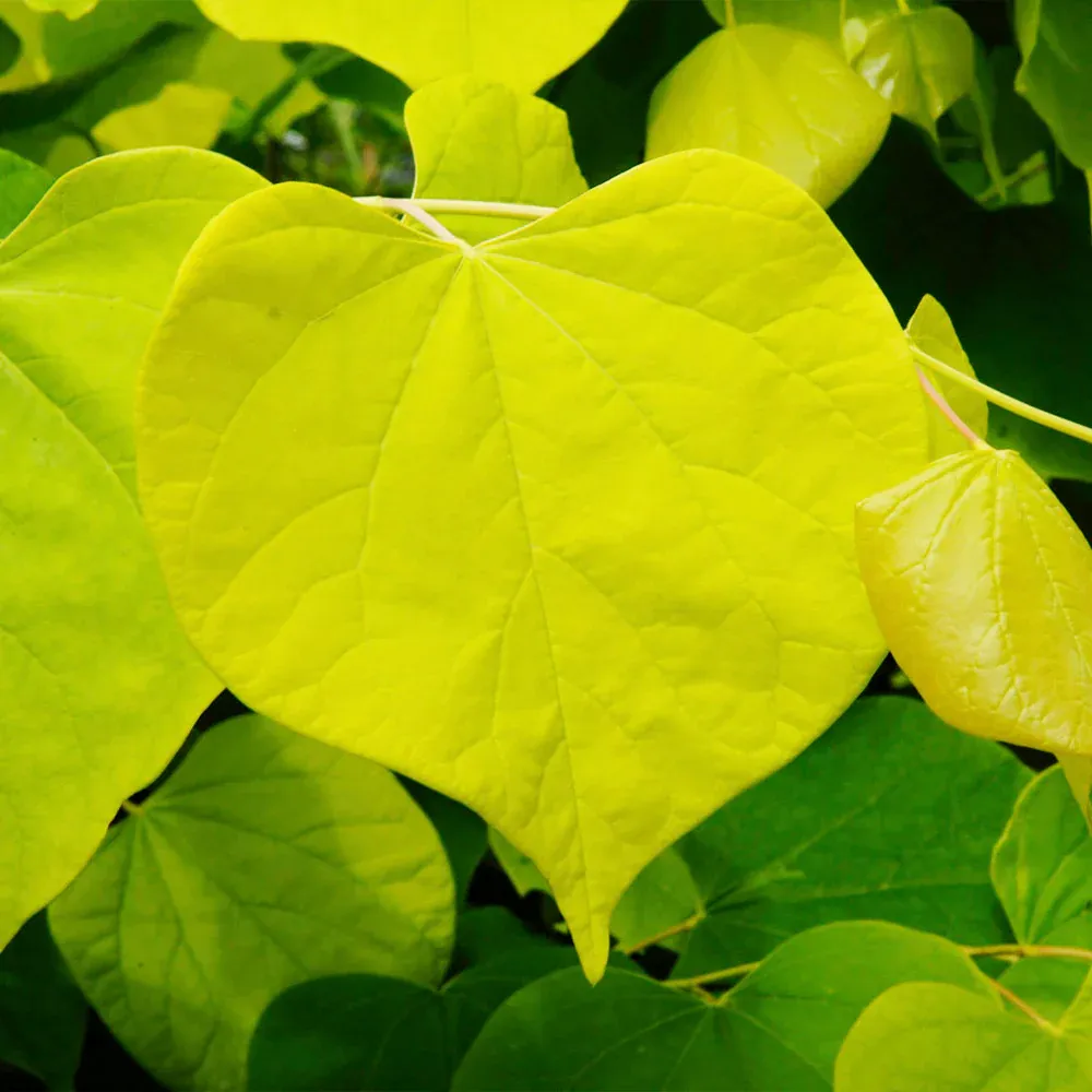 Hearts of Gold Redbud Tree (Cercis canadensis) - Ornamental Golden Foliage Tree 1