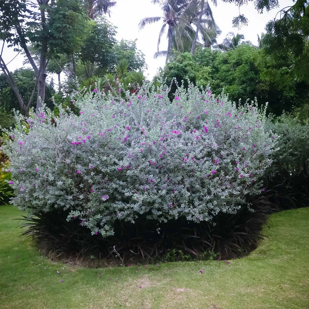 San Antonio Rose Texas Sage Flowering Shrub 1